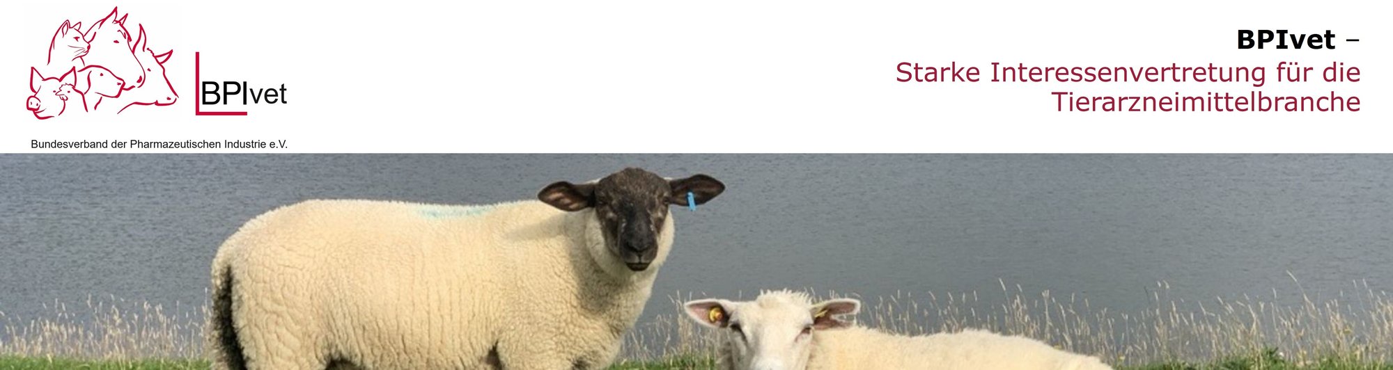 BPIvet - Header Hubspot Landingpage